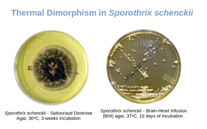 - Sporothrix schenckiigives mold colonies at environmental temperature and yeast-like colonies are 37°C(Imagesource)