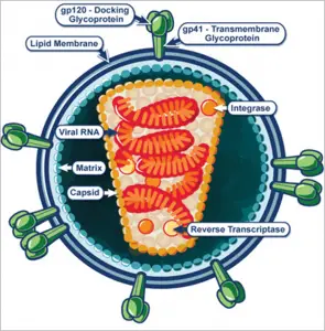 HIV Virus Structure
