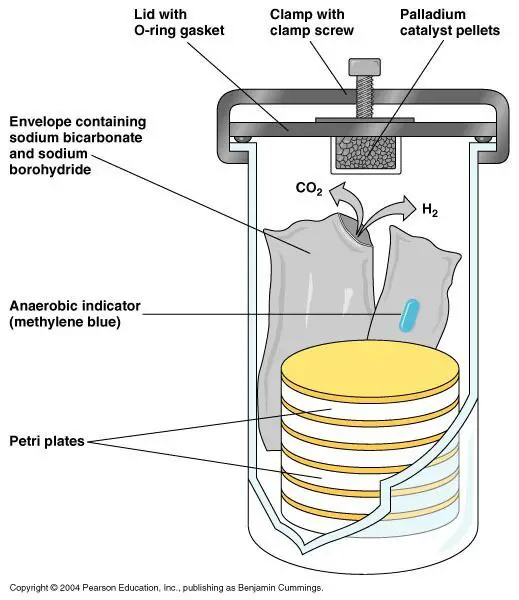 Anaerobic Jar: GasPak system