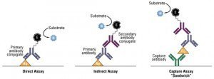 Format of ELISA