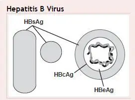 Hepatitis B Antigens