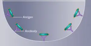 antigen and antibody
