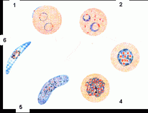 Morphology of the different stages of the Plasmodium falciparum life cycle in thin blood films.