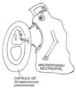 Anti-phagocytic nature of Bacterial capsule 