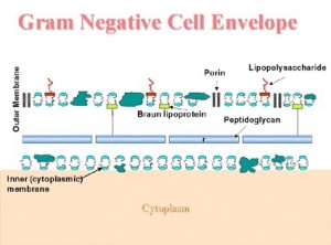 Lipopolysaccharide (LPS) layer of Gram Negative Bacteria Source: South Carolina School of Medicine