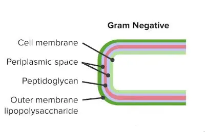Cell wall of Gram negative bacteria