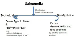 Classification of Salmonella