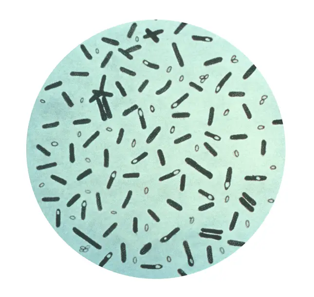 bacterial spores examples