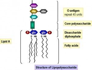 Structural Unit of Lipopolysaccharide Source: South Carolina School of Medicine