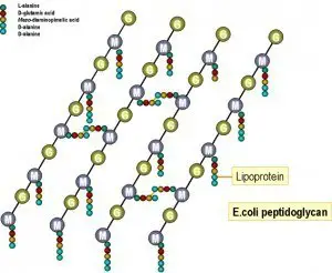 Peptidoglycan structure of E. coli