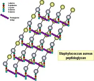 Peptidoglycan structure of Staphylococcus aureus Source: 