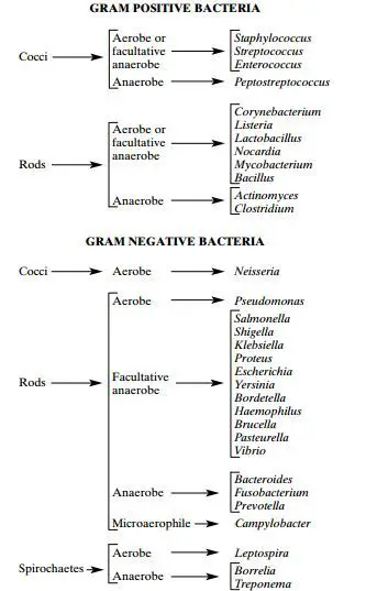 Basic classification of Medically Important Bacteria 