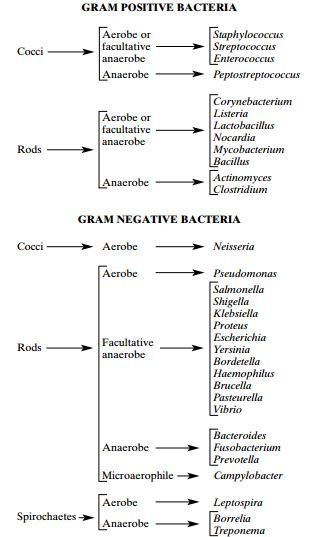 gram negative bacteria classification