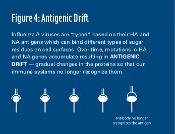 antigenic drift in influenza virus