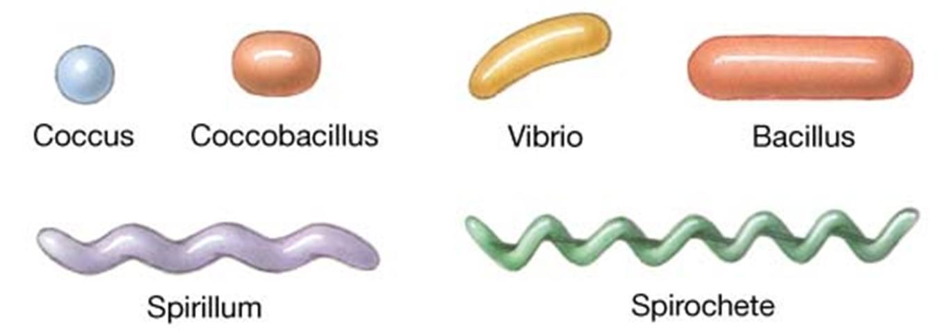 4 bacteria shapes