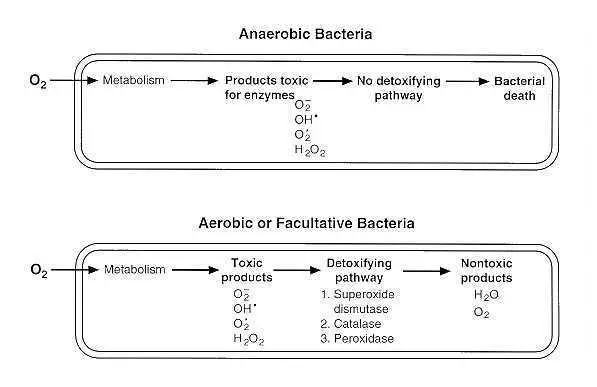 effects of oxygen on aerobic, anaerobic and facultative anaerobic bacteria
