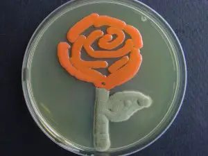 "Rose", Cladosporium herbarum and Rhodotorula sp. Source: Microbialart
