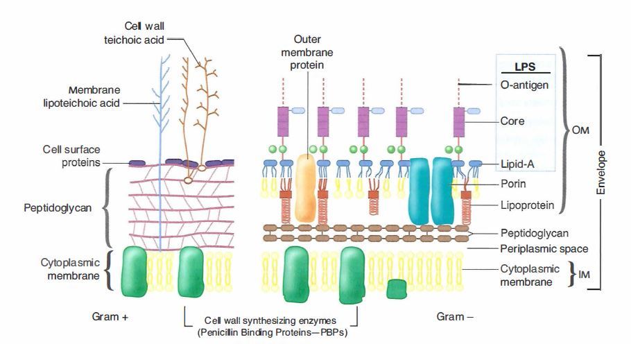 Bacterial cell wall