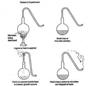 Swan necked experiment of Pasteur to disprove theory of spontaneous generation