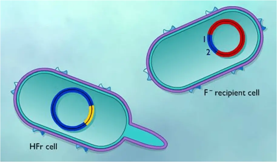 Conjugation: Transfer of Chromosomal DNA by HFr Strains • Microbe Online