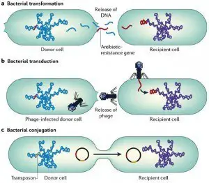 Gene Transfer Mechanism in Bacteria