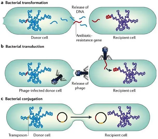 Types Of Lateral Gene Transfer