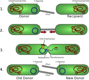 Bacterial conjugation and transfer of F plasmid