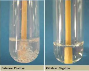 Catalase Positive and Catalase Negative Reactions