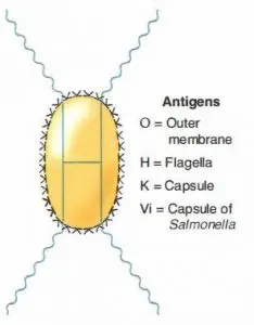 Antigens of Enterobacteriaceae family