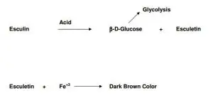 Fig: Chemical Reaction of the Bile Esculin Test 