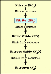 Fig: Nitrate Reduction Pathway
