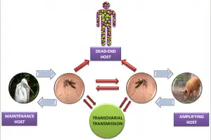 Fig: Japanese Encephalitis Virus Life Cycle