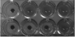 Complement Fixation Test in Microtiter Plate, rows 1 and 2 exhibit complement fixation obtained with acute and convalescent phase serum specimens, respectively. (2-fold serum dilutions were used) The observed 4-fold increase is significant and indicates infection. 