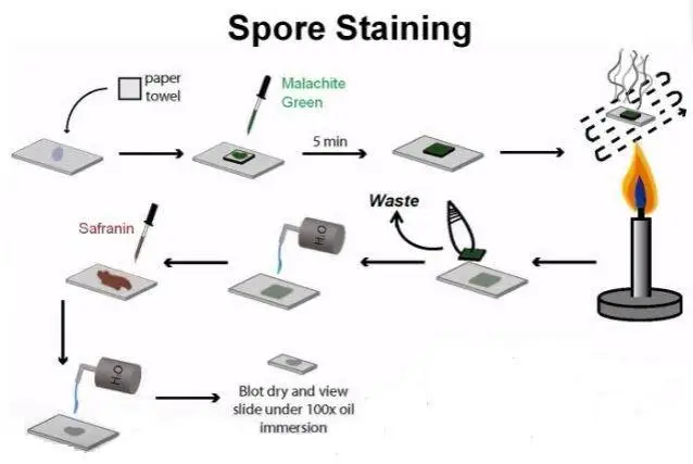 Spore staining procedure 
