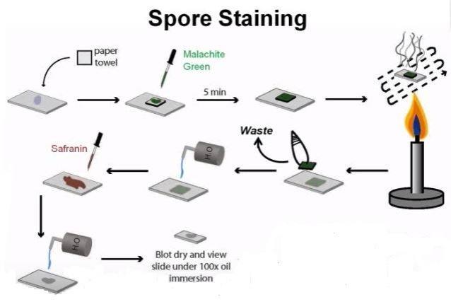 endospore staining lab report discussion