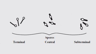 types of bacterial spores