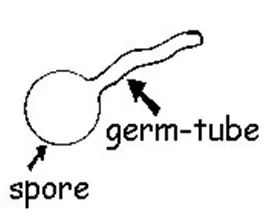 Germ Tube