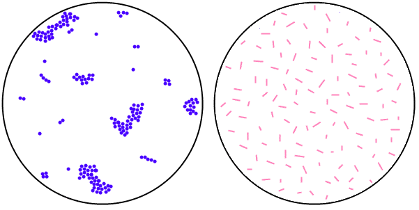 Left: Cocci in Cluster  Right: Bacilli 
