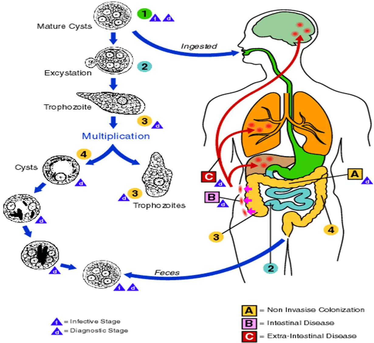 Life Cycle of Entamoeba histolytica (Source: CDC)