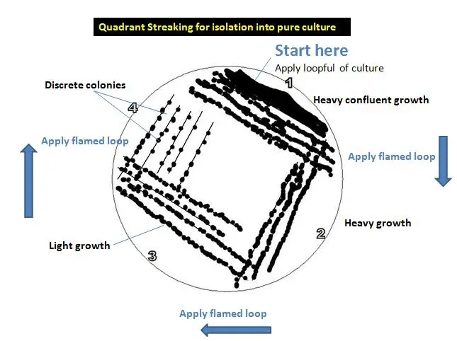 Quadrant Streaking for isolation into pure culture