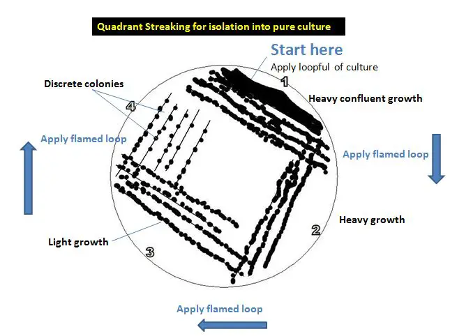 bacterial streak plate