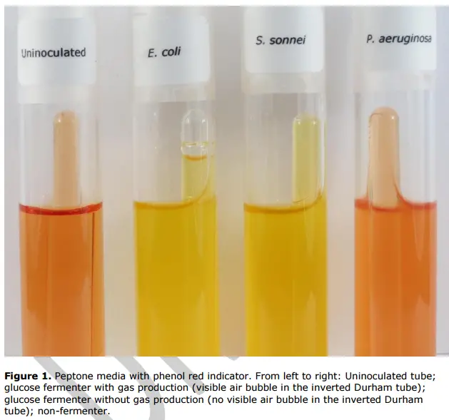 fermentation of carbohydrates test