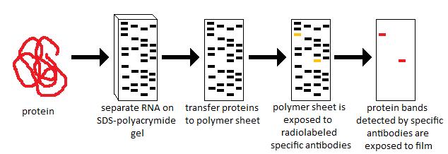 southern blot vs northern blot vs western blot accronym