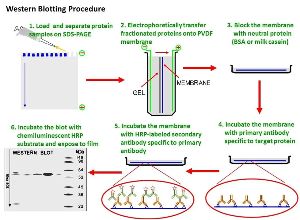 ez ladder protein western blot