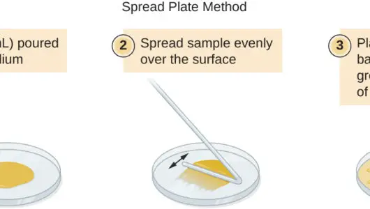 Spread Plate Technique: Principle, Procedure and Results