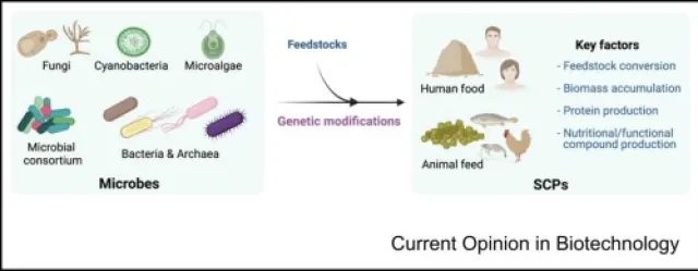 Single cell proteins
