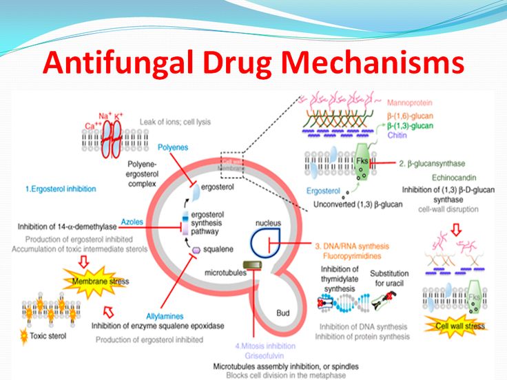 Mechanism of action of antifungal drugs - Figure source: Martinez, Lorena & Falson, Pierre. (2014). Multidrug resistance ATP-binding cassette membrane transporters as targets for improving oropharyngeal candidiasis treatment. Advances in Cellular and Molecular Otolaryngology. 2. 10.3402/acmo.v2.23955.