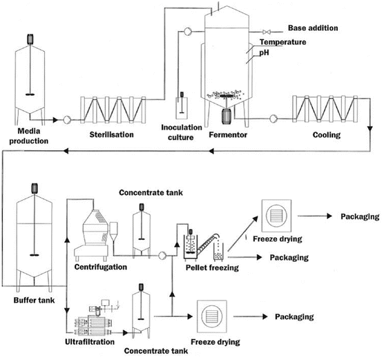Commercial preparation of starter culture - Commercial preparation of starter cultureSource: Ravindra P (2015)