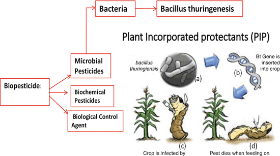 Classification of biopesticides - Classification of biopesticides. Source: SpringerLink