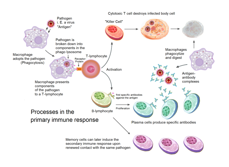 CI (Cell-Mediated Immunity) - Simplified overview of the processes involved in the primary immune response Image Source:Primary Immune Response